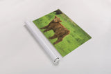 Scottish Highland Cattle X by Alan Majchrowicz. shown as a rolled paper print. Available as archival giclee rolled canvas, fine art paper, or poster print. SKU 52310i.