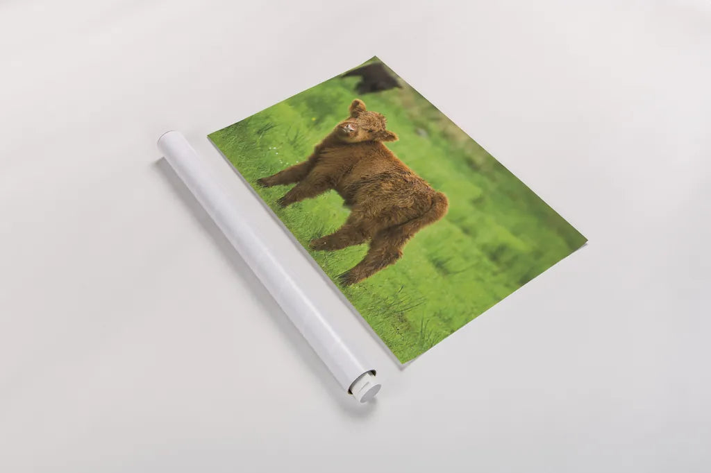 Scottish Highland Cattle X by Alan Majchrowicz. shown as a rolled paper print. Available as archival giclee rolled canvas, fine art paper, or poster print. SKU 52310i.