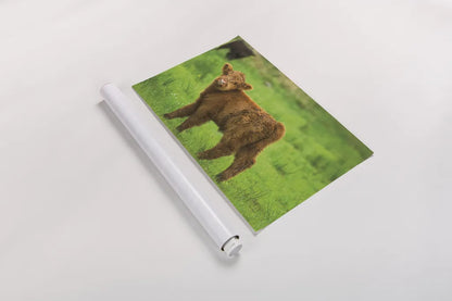 Scottish Highland Cattle X by Alan Majchrowicz. shown as a rolled paper print. Available as archival giclee rolled canvas, fine art paper, or poster print. SKU 52310i.