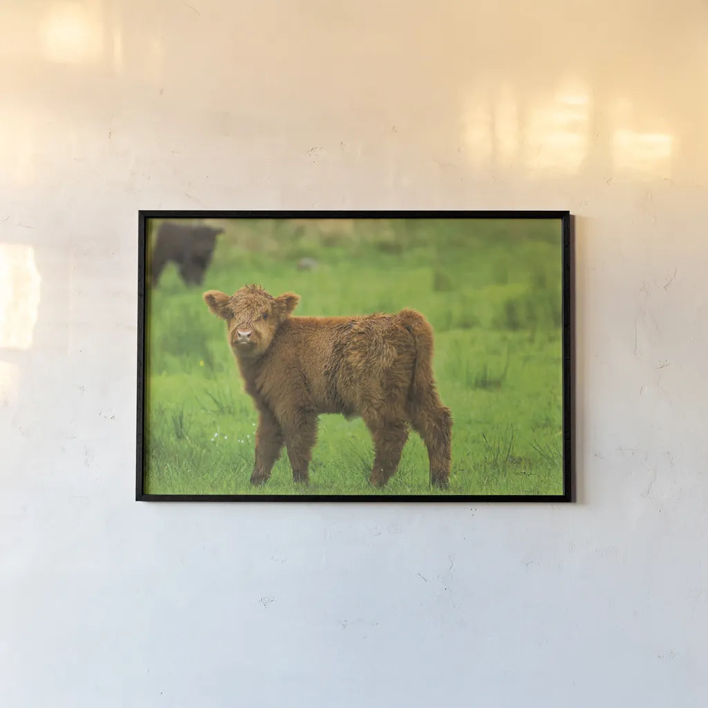 Scottish Highland Cattle X by Alan Majchrowicz. shown as a paper print in a black flame. Available as a archival giclee rolled canvas, fine art paper, or poster print. SKU 52310i.