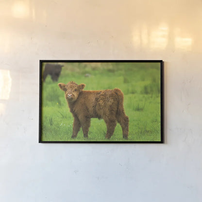Scottish Highland Cattle X by Alan Majchrowicz. shown as a paper print in a black flame. Available as a archival giclee rolled canvas, fine art paper, or poster print. SKU 52310i.