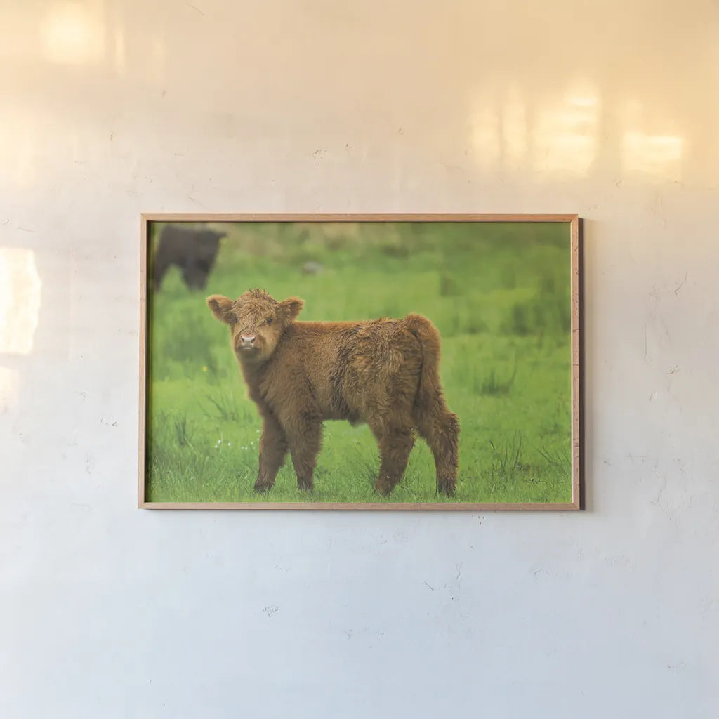 Scottish Highland Cattle X by Alan Majchrowicz. shown as a paper print in a natural frame. Available as a archival giclee rolled canvas, fine art paper, or poster print. SKU 52310i.