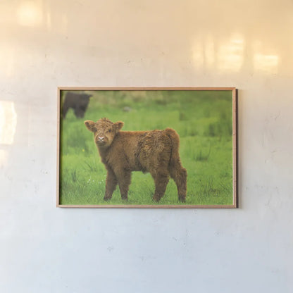 Scottish Highland Cattle X by Alan Majchrowicz. shown as a paper print in a natural frame. Available as a archival giclee rolled canvas, fine art paper, or poster print. SKU 52310i.