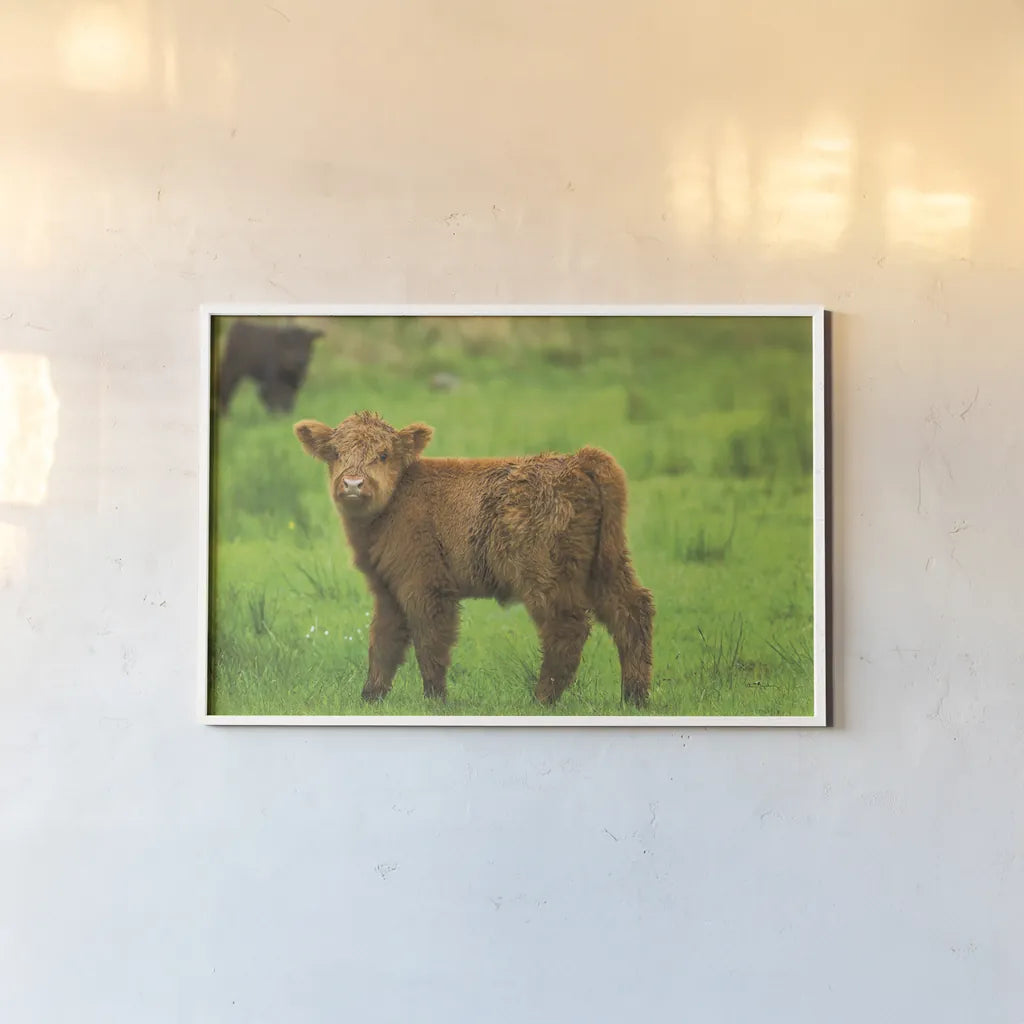 Scottish Highland Cattle X by Alan Majchrowicz. shown as a paper print in a white frame. Available as a archival giclee rolled canvas, fine art paper, or poster print. SKU 52310i.