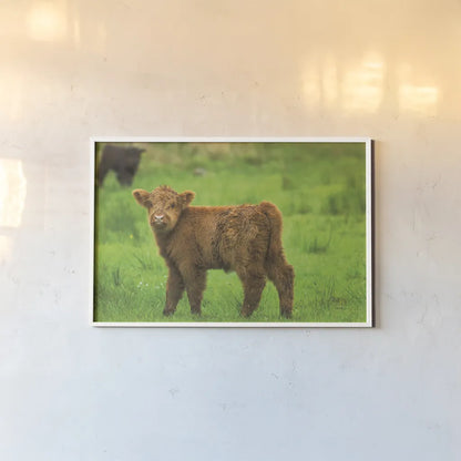 Scottish Highland Cattle X by Alan Majchrowicz. shown as a paper print in a white frame. Available as a archival giclee rolled canvas, fine art paper, or poster print. SKU 52310i.