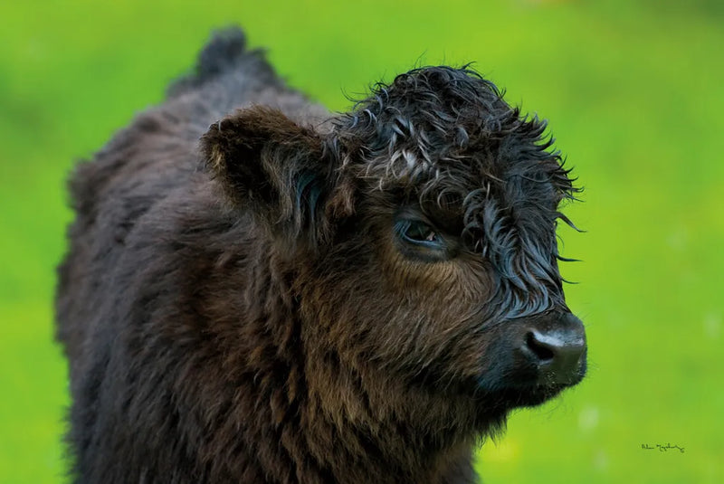 Scottish Highland Cattle XI by Alan Majchrowicz. SKU 52311i. Archival Giclee Fine art print for wall decor.
