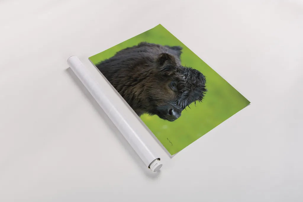 Scottish Highland Cattle XI by Alan Majchrowicz. shown as a rolled paper print. Available as archival giclee rolled canvas, fine art paper, or poster print. SKU 52311i.