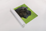 Scottish Highland Cattle XI by Alan Majchrowicz. shown as a rolled paper print. Available as archival giclee rolled canvas, fine art paper, or poster print. SKU 52311i.