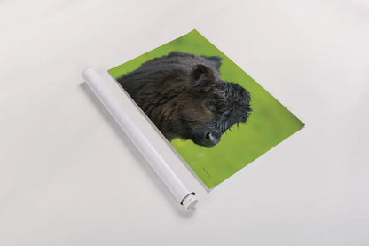 Scottish Highland Cattle XI by Alan Majchrowicz. shown as a rolled paper print. Available as archival giclee rolled canvas, fine art paper, or poster print. SKU 52311i.