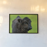 Scottish Highland Cattle XI by Alan Majchrowicz. shown as a paper print in a black flame. Available as a archival giclee rolled canvas, fine art paper, or poster print. SKU 52311i.