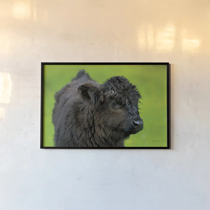 Scottish Highland Cattle XI by Alan Majchrowicz. shown as a paper print in a black flame. Available as a archival giclee rolled canvas, fine art paper, or poster print. SKU 52311i.
