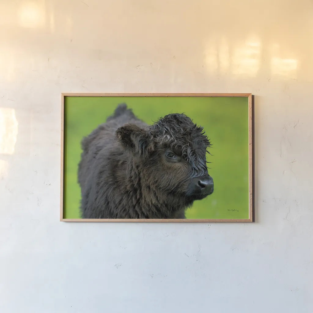 Scottish Highland Cattle XI by Alan Majchrowicz. shown as a paper print in a natural frame. Available as a archival giclee rolled canvas, fine art paper, or poster print. SKU 52311i.