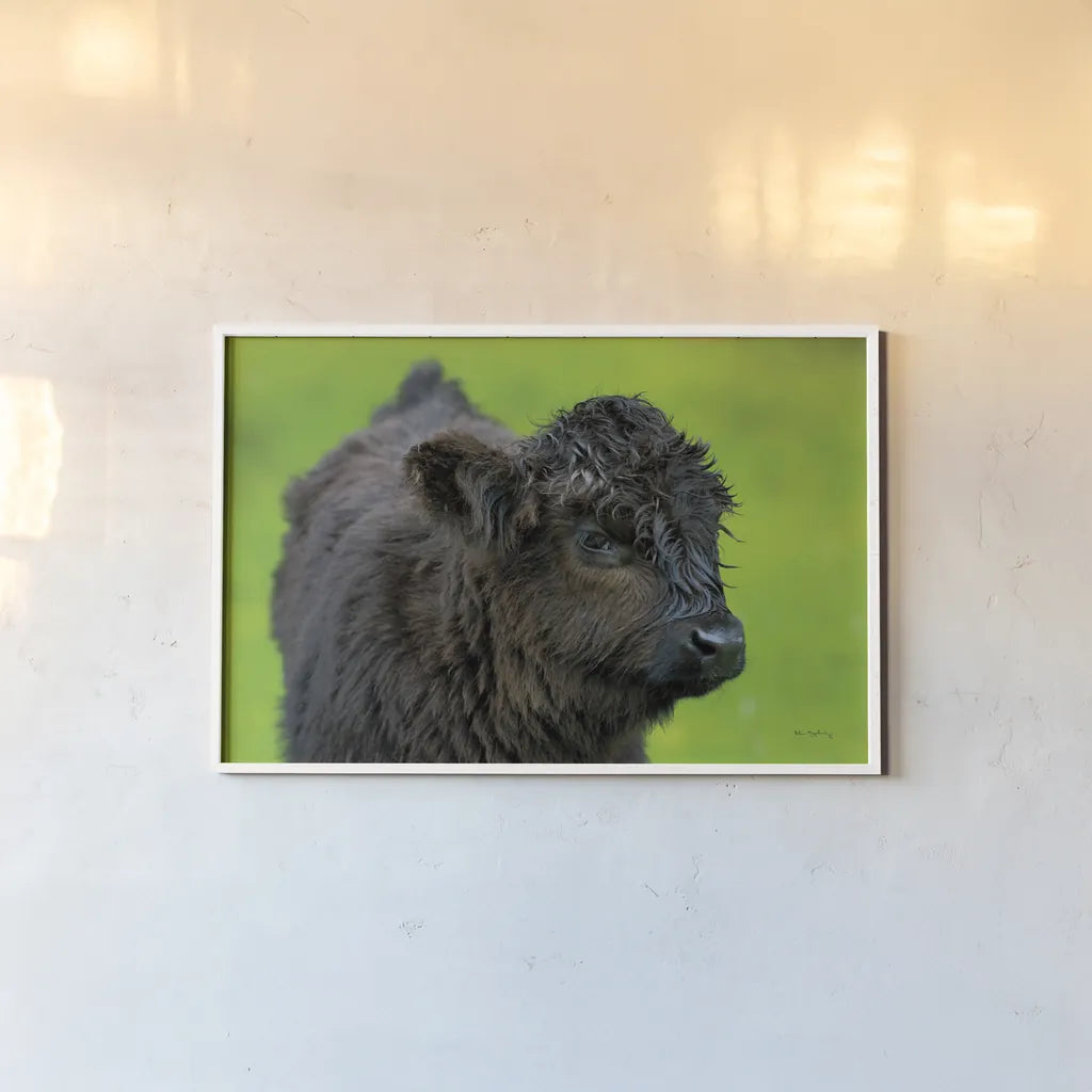 Scottish Highland Cattle XI by Alan Majchrowicz. shown as a paper print in a white frame. Available as a archival giclee rolled canvas, fine art paper, or poster print. SKU 52311i.