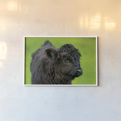 Scottish Highland Cattle XI by Alan Majchrowicz. shown as a paper print in a white frame. Available as a archival giclee rolled canvas, fine art paper, or poster print. SKU 52311i.