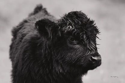 Scottish Highland Cattle XI BW by Alan Majchrowicz. SKU 54940i. Archival Giclee Fine art print for wall decor.