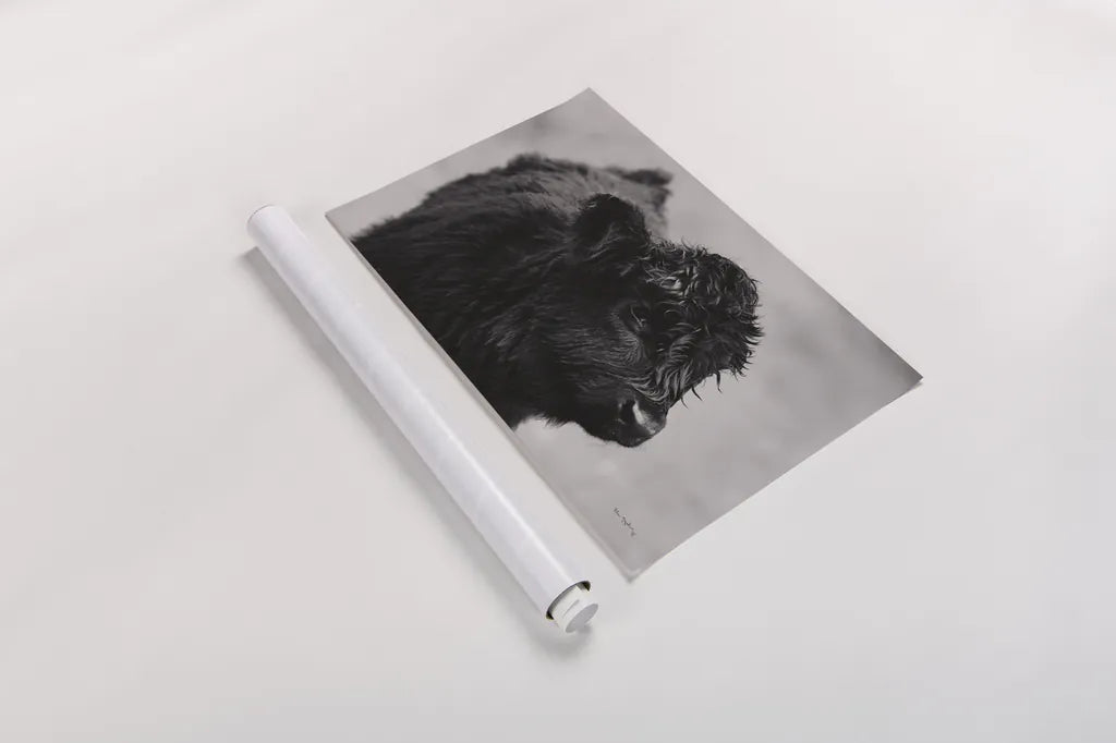 Scottish Highland Cattle XI BW by Alan Majchrowicz. shown as a rolled paper print. Available as archival giclee rolled canvas, fine art paper, or poster print. SKU 54940i.