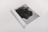Scottish Highland Cattle XI BW by Alan Majchrowicz. shown as a rolled paper print. Available as archival giclee rolled canvas, fine art paper, or poster print. SKU 54940i.