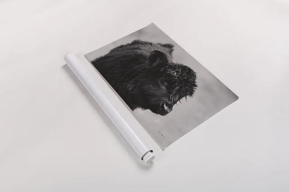 Scottish Highland Cattle XI BW by Alan Majchrowicz. shown as a rolled paper print. Available as archival giclee rolled canvas, fine art paper, or poster print. SKU 54940i.