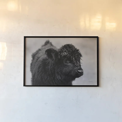 Scottish Highland Cattle XI BW by Alan Majchrowicz. shown as a paper print in a black flame. Available as a archival giclee rolled canvas, fine art paper, or poster print. SKU 54940i.