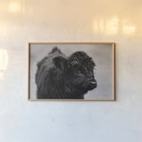 Scottish Highland Cattle XI BW by Alan Majchrowicz. shown as a paper print in a natural frame. Available as a archival giclee rolled canvas, fine art paper, or poster print. SKU 54940i.