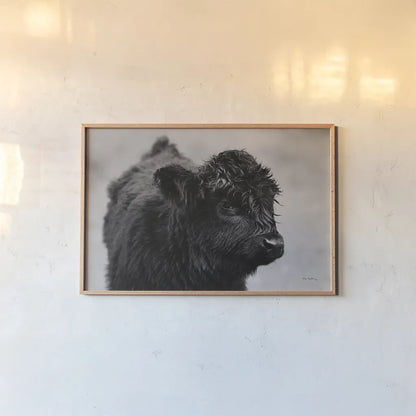 Scottish Highland Cattle XI BW by Alan Majchrowicz. shown as a paper print in a natural frame. Available as a archival giclee rolled canvas, fine art paper, or poster print. SKU 54940i.