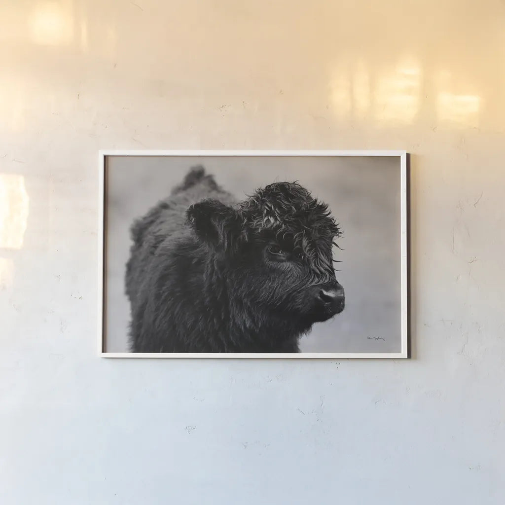 Scottish Highland Cattle XI BW by Alan Majchrowicz. shown as a paper print in a white frame. Available as a archival giclee rolled canvas, fine art paper, or poster print. SKU 54940i.