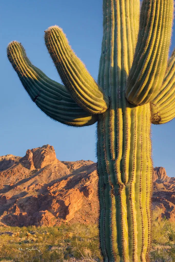 Sentinel by Alan Majchrowicz. SKU 84037h. Archival Giclee Fine art print for wall decor.