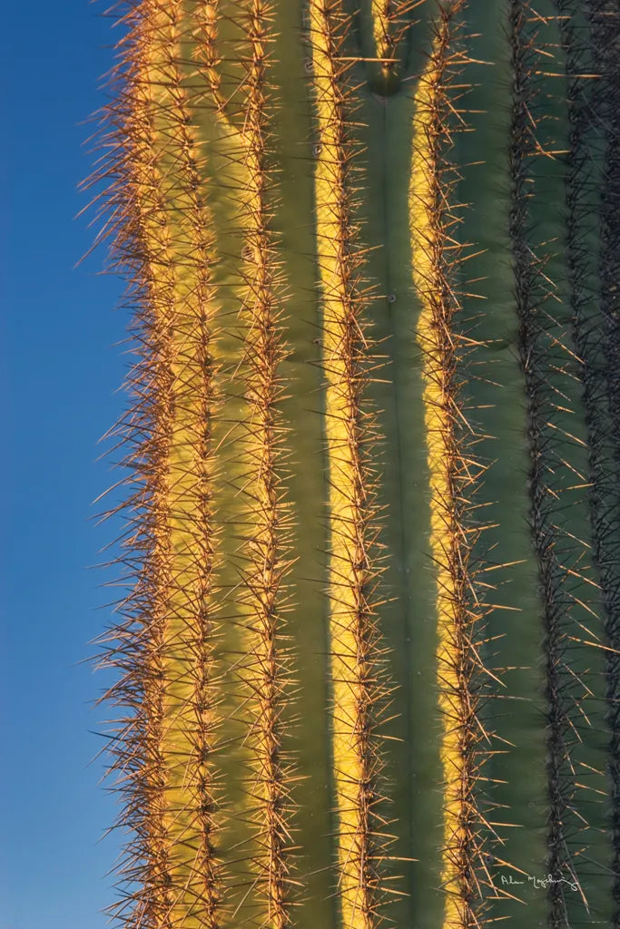 Single Saguaro by Alan Majchrowicz. SKU 84038h. Archival Giclee Fine art print for wall decor.