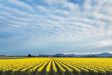 Skagit Valley Daffodils by Alan Majchrowicz. SKU 36205i. Archival Giclee Fine art print for wall decor.