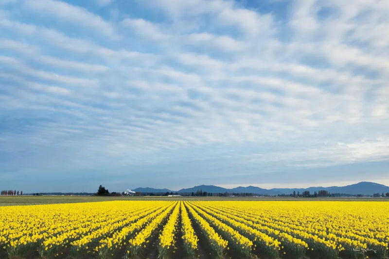 Skagit Valley Daffodils by Alan Majchrowicz. SKU 36205i. Archival Giclee Fine art print for wall decor.