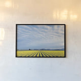Skagit Valley Daffodils by Alan Majchrowicz. shown as a paper print in a black flame. Available as a archival giclee rolled canvas, fine art paper, or poster print. SKU 36205i.