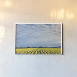 Skagit Valley Daffodils by Alan Majchrowicz. shown as a paper print in a white frame. Available as a archival giclee rolled canvas, fine art paper, or poster print. SKU 36205i.