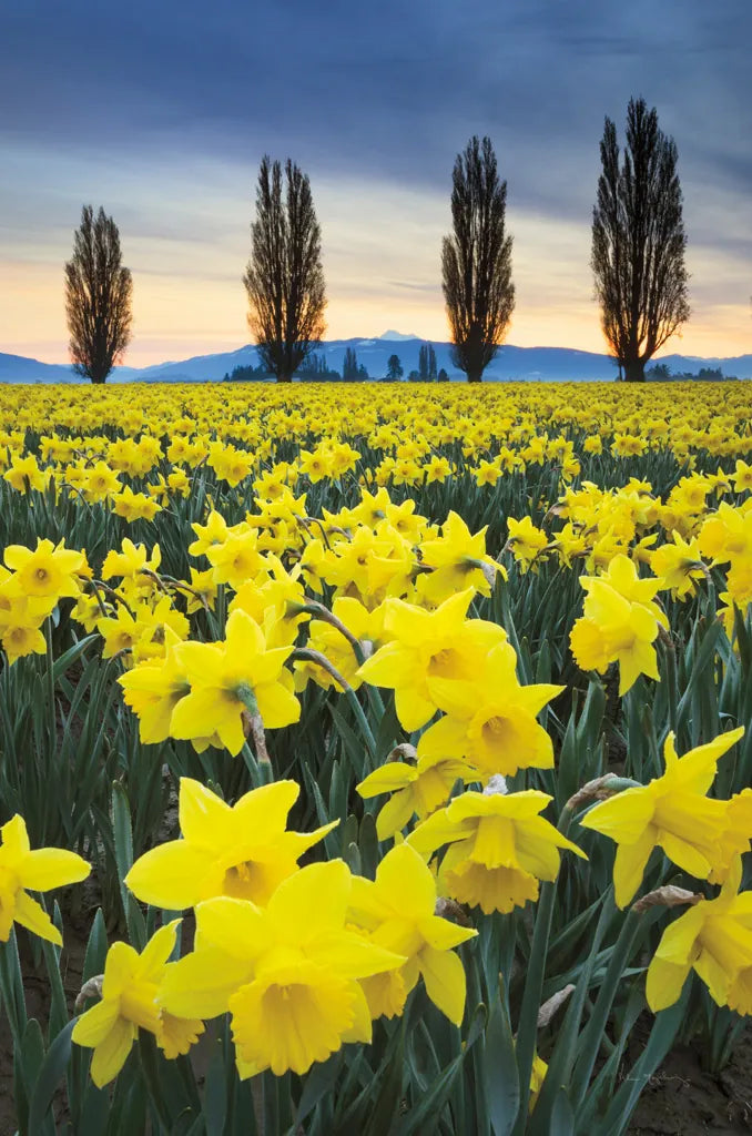 Skagit Valley Daffodils I by Alan Majchrowicz. SKU 46212h. Archival Giclee Fine art print for wall decor.