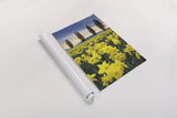 Skagit Valley Daffodils I by Alan Majchrowicz. shown as a rolled paper print. Available as archival giclee rolled canvas, fine art paper, or poster print. SKU 46212h.
