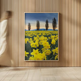 Skagit Valley Daffodils I by Alan Majchrowicz. shown as over sized large wall art. Available as an archival giclee rolled canvas, fine art paper, or poster print. SKU 46212h.