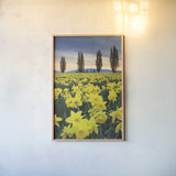 Skagit Valley Daffodils I by Alan Majchrowicz. shown as a paper print in a natural frame. Available as a archival giclee rolled canvas, fine art paper, or poster print. SKU 46212h.