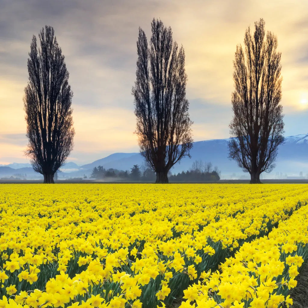 Skagit Valley Daffodils II by Alan Majchrowicz. SKU 46213a. Archival Giclee Fine art print for wall decor.