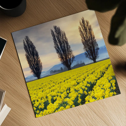 Skagit Valley Daffodils II by Alan Majchrowicz. Shown as a detailed flat fine art print, highlighting archival giclee quality. Available as an archival giclee rolled canvas, fine art paper, or poster print. SKU 46213a.