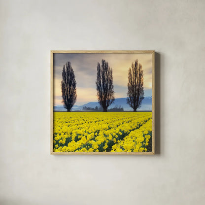 Skagit Valley Daffodils II by Alan Majchrowicz. Shown in a natural wood glass frame for a timeless modern aesthetic. Available as an archival giclee rolled canvas, fine art paper, or poster print. SKU 46213a.