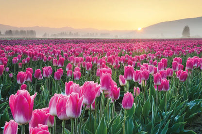 Skagit Valley Tulips I by Alan Majchrowicz. SKU 46180i. Archival Giclee Fine art print for wall decor.