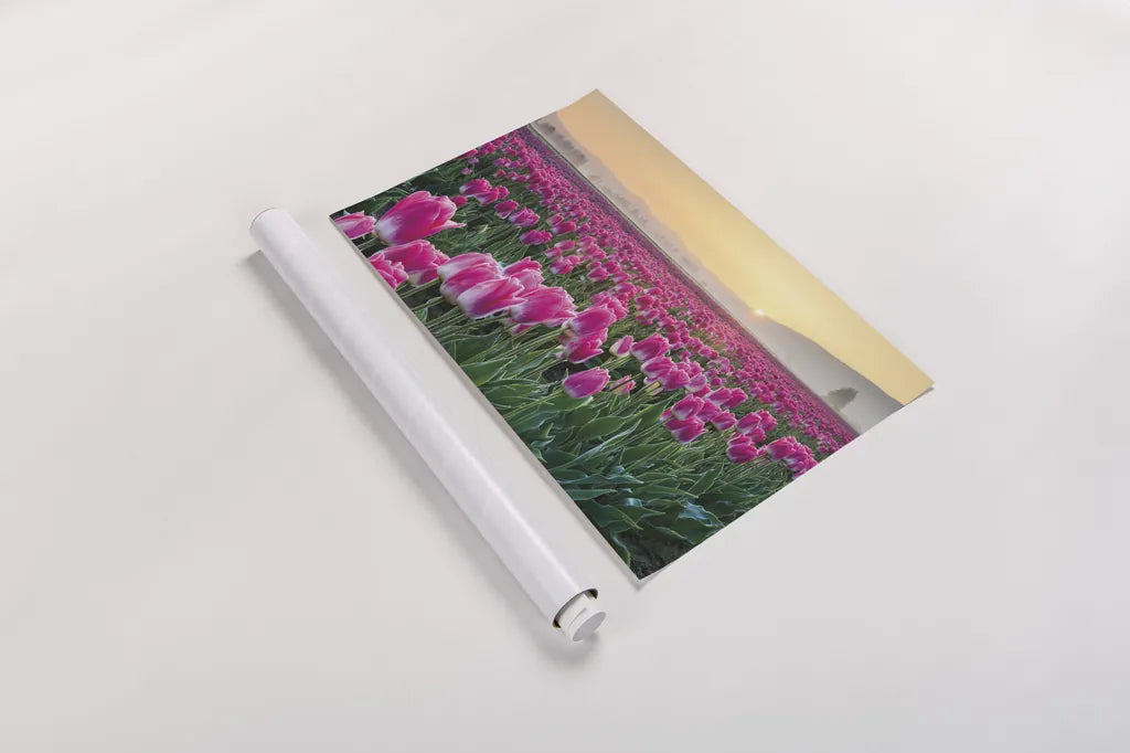 Skagit Valley Tulips I by Alan Majchrowicz. shown as a rolled paper print. Available as archival giclee rolled canvas, fine art paper, or poster print. SKU 46180i.
