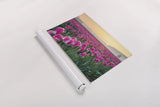 Skagit Valley Tulips I by Alan Majchrowicz. shown as a rolled paper print. Available as archival giclee rolled canvas, fine art paper, or poster print. SKU 46180i.