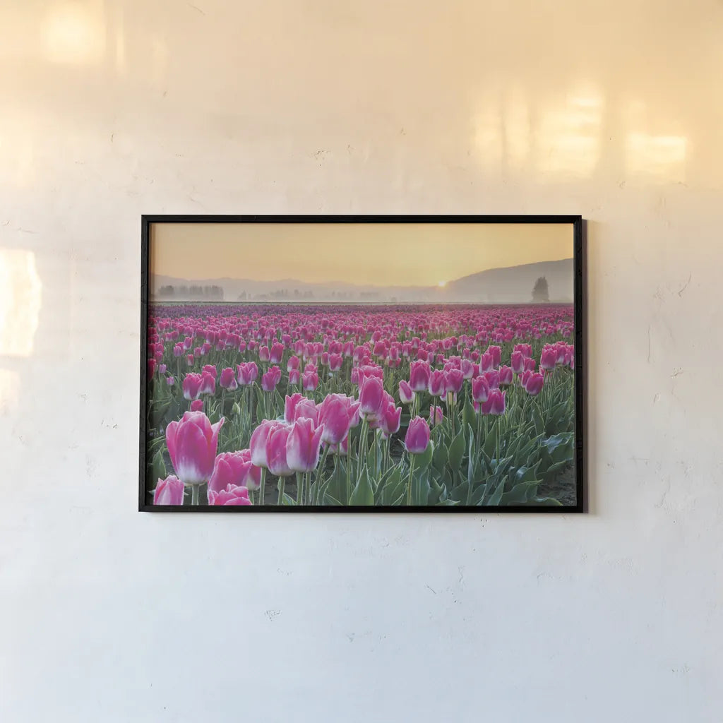 Skagit Valley Tulips I by Alan Majchrowicz. shown as a paper print in a black flame. Available as a archival giclee rolled canvas, fine art paper, or poster print. SKU 46180i.
