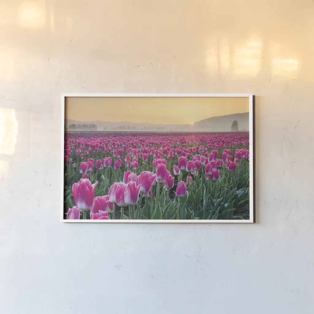 Skagit Valley Tulips I by Alan Majchrowicz. shown as a paper print in a white frame. Available as a archival giclee rolled canvas, fine art paper, or poster print. SKU 46180i.