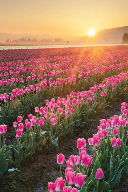 Skagit Valley Tulips II by Alan Majchrowicz. SKU 46181h. Archival Giclee Fine art print for wall decor.