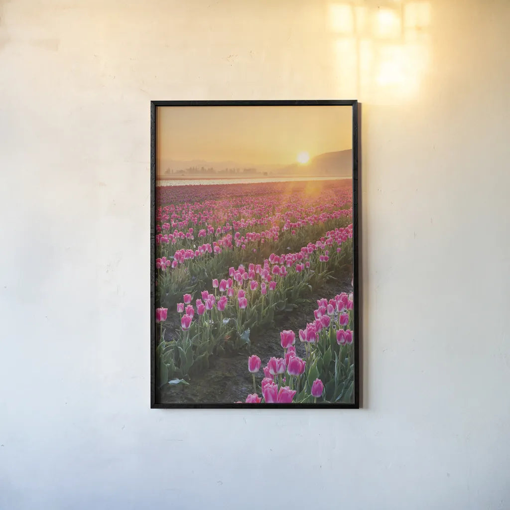 Skagit Valley Tulips II by Alan Majchrowicz. shown as a paper print in a black flame. Available as a archival giclee rolled canvas, fine art paper, or poster print. SKU 46181h.