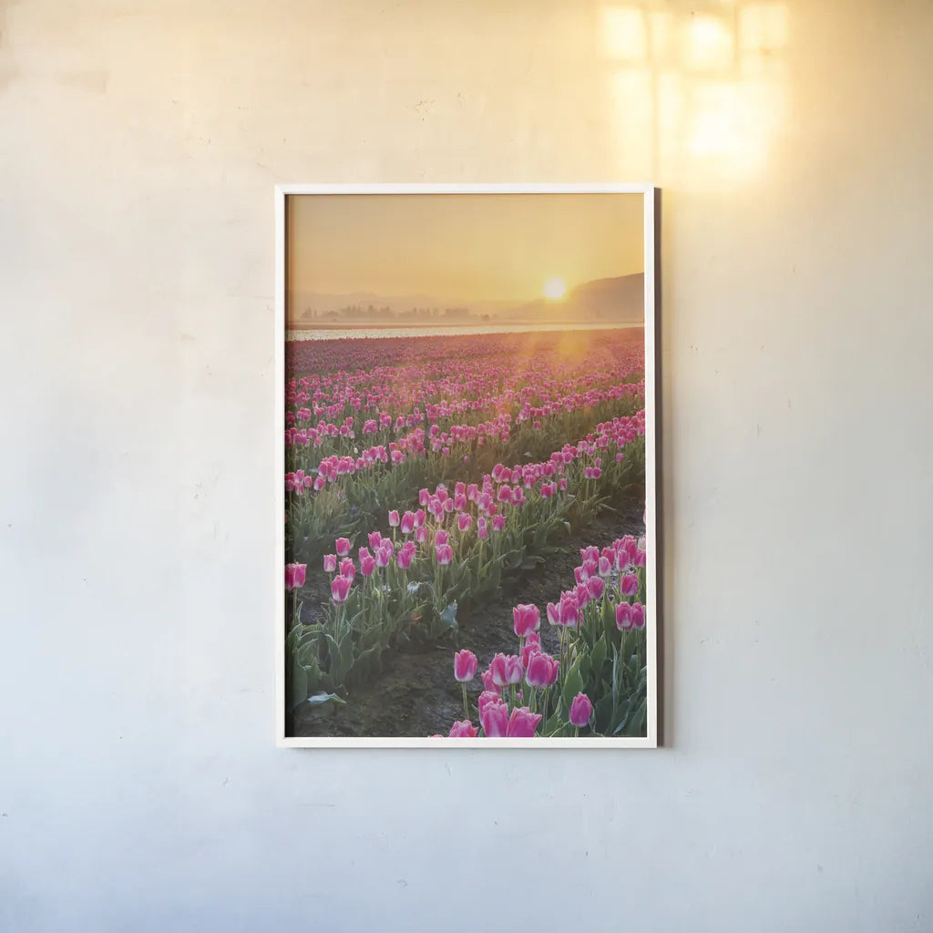 Skagit Valley Tulips II by Alan Majchrowicz. shown as a paper print in a white frame. Available as a archival giclee rolled canvas, fine art paper, or poster print. SKU 46181h.