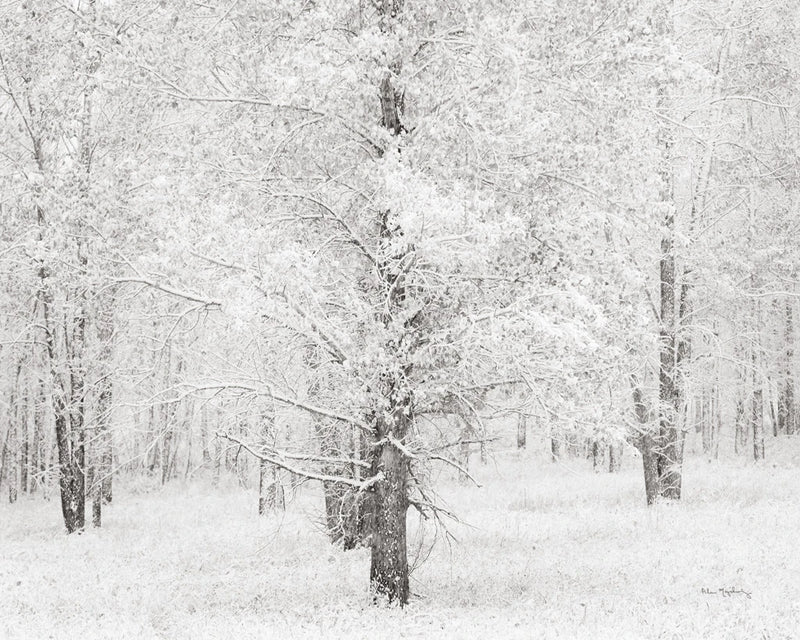 Snow Covered Cottonwood Trees by Alan Majchrowicz