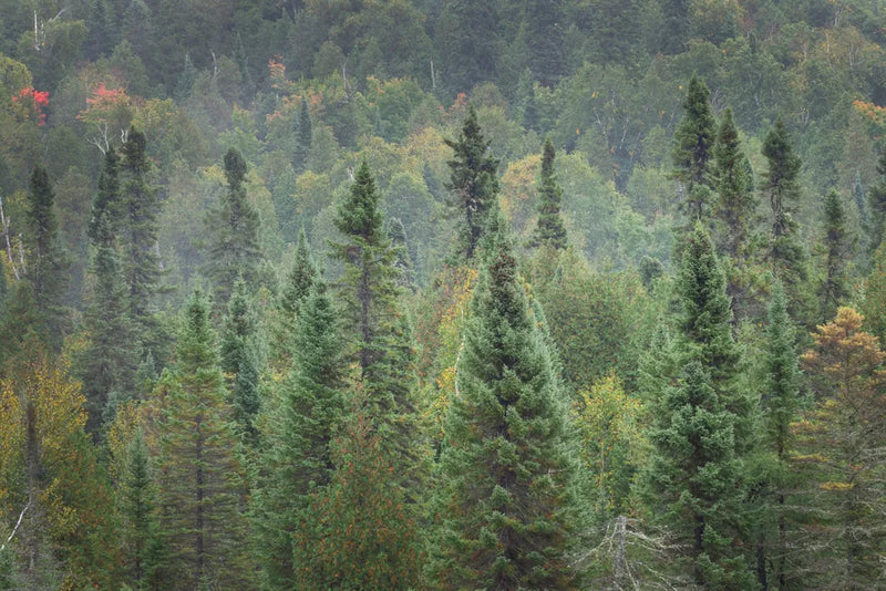 Superior National Forest I by Alan Majchrowicz. SKU 52753i. Archival Giclee Fine art print for wall decor.