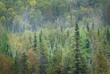Superior National Forest II by Alan Majchrowicz. SKU 52754i. Archival Giclee Fine art print for wall decor.
